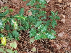 Ilex aquifolium
