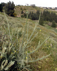 Onopordum palaestinum