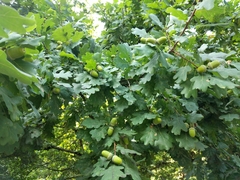 Quercus robur