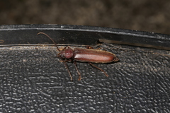 Arhopalus rusticus