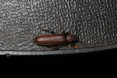 Arhopalus rusticus