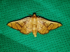 Hypolamprus