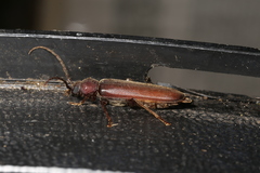 Arhopalus rusticus