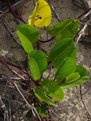 Ipomoea pes-caprae brasiliensis
