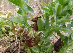 Aristolochia bottae