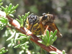 Stenopogon californiae