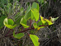 Ipomoea pes-caprae brasiliensis