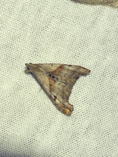 Dark-spotted Palthis Moth photo 6