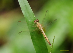 Neurothemis intermedia