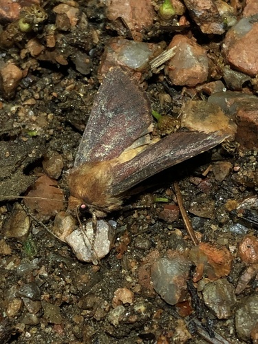 Maroonwing Moth photo 5