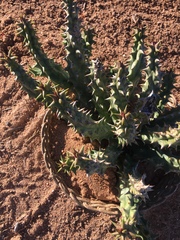Quaqua mammillaris