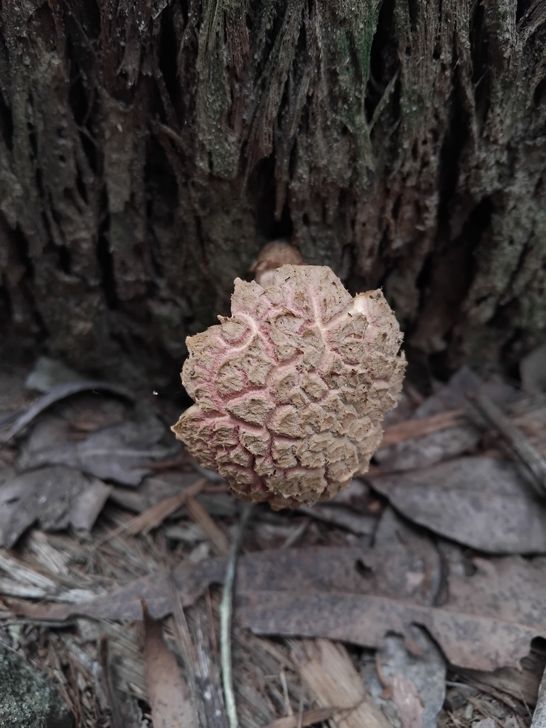 Boletellus ananiceps · February 2025 · photo: © sofiazed1 (iNaturalist, cc-by)