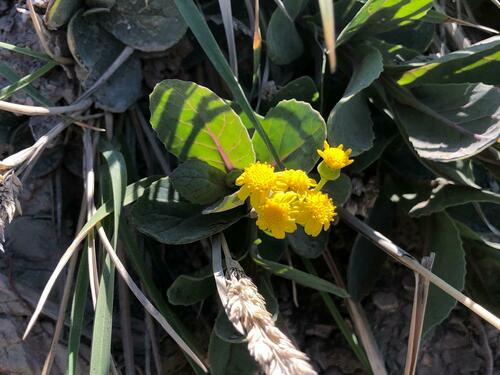 Senecio banksii observed 2025-02-09