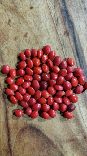Ormosia macrophylla