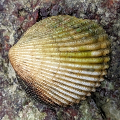 Vasticardium
