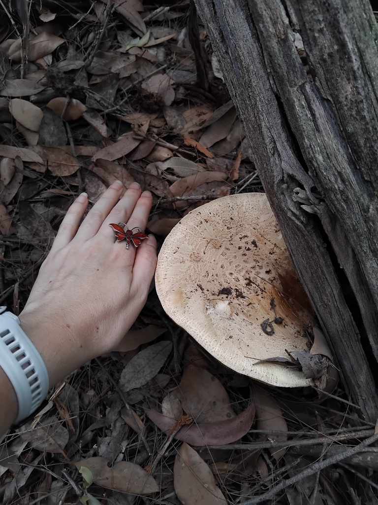 Amanita ochrophylla · February 2025 · photo: © sofiazed1 (iNaturalist, cc-by)