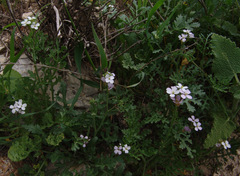 Erucaria hispanica