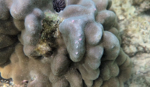 Porites evermanni