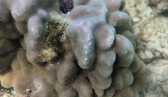 Porites evermanni