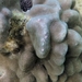 Porites evermanni