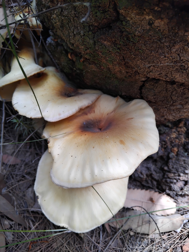 Omphalotus nidiformis · February 2025 · photo: © sofiazed1 (iNaturalist, cc-by)