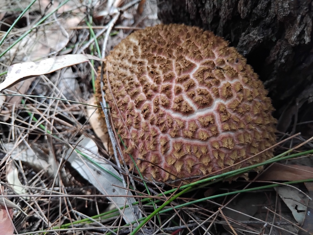 Boletellus ananiceps · February 2025 · photo: © sofiazed1 (iNaturalist, cc-by)