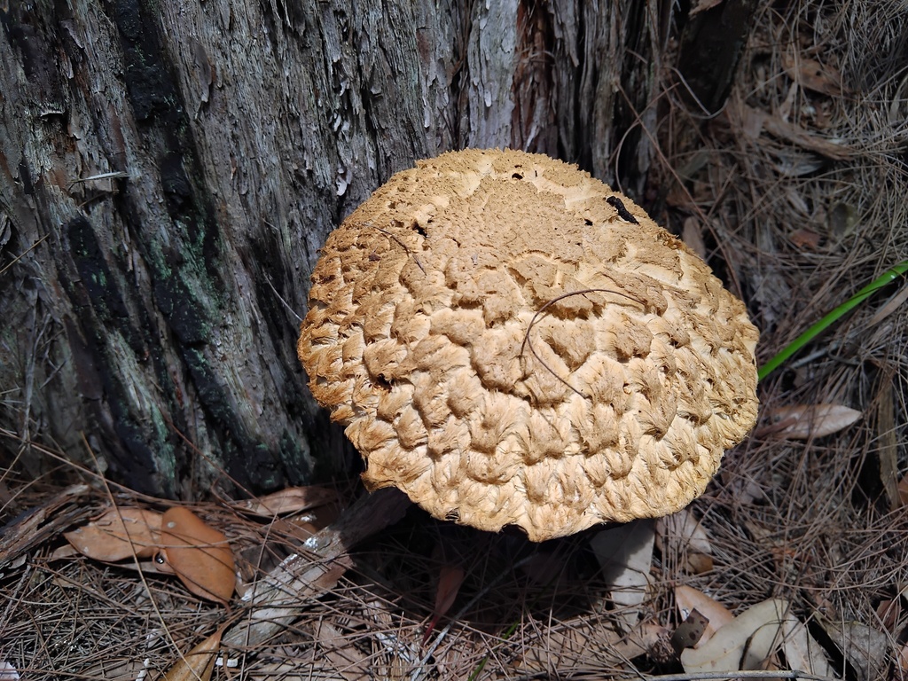 Boletellus dissiliens · February 2025 · photo: © sofiazed1 (iNaturalist, cc-by)