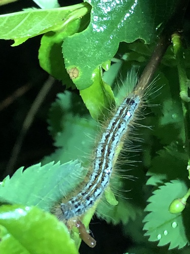 Western Tent Caterpillar Moth photo 6