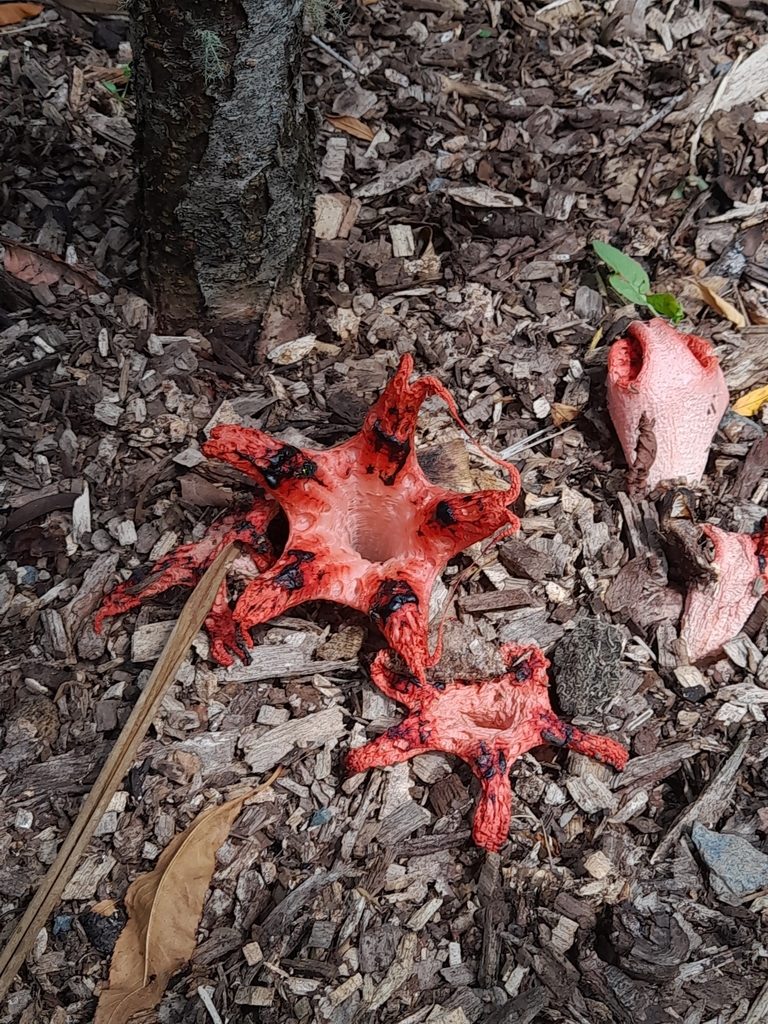 Clathrus archeri · February 2025 · photo: © mphnz (iNaturalist, cc0)