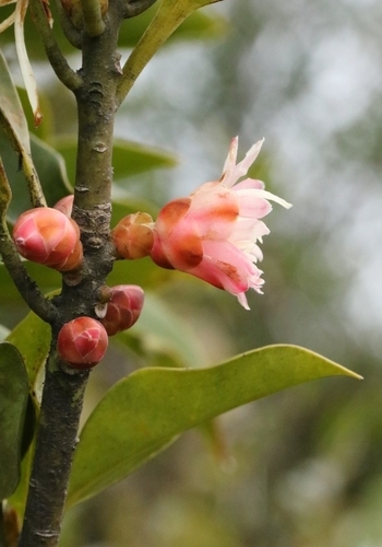 Image of Illicium angustisepalum by no rights reserved