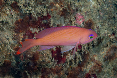 Pink Basslet photo 4