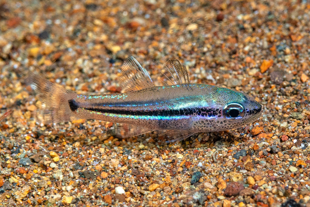 Gorgonian Cardinalfish