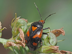 Deraeocoris schach