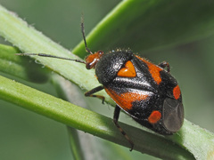Deraeocoris schach