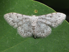 Idaea camparia