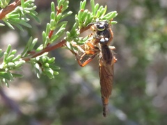 Stenopogon californiae
