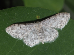 Idaea camparia