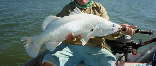 Asian seabass (Lates calcarifer) — Latidae
