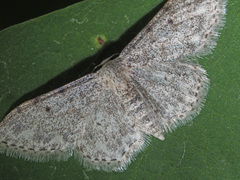 Idaea camparia