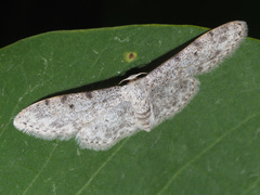 Idaea camparia