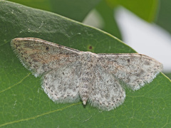 Idaea camparia