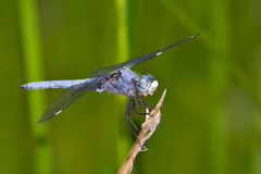 Libellula comanche