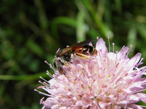Buožaininė Smėliabitė