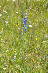 Delphinium distichum