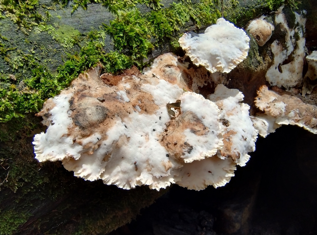Cymatoderma dendriticum · February 2025 · photo: © rturba (iNaturalist, cc-by-nc)
