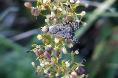 Campiglossa plantaginis