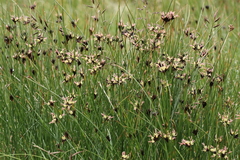 Juncus jacquinii