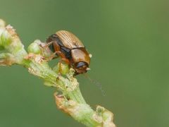 Cryptocephalus fulvus