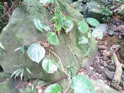 Begonia ampla, photograph 1