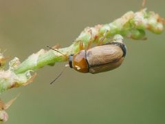 Cryptocephalus fulvus